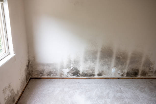 Trusted Omak, WA Mold Removal Experts